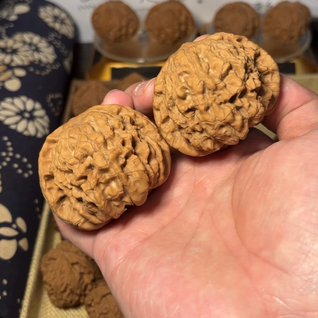 核桃51大龙定…………