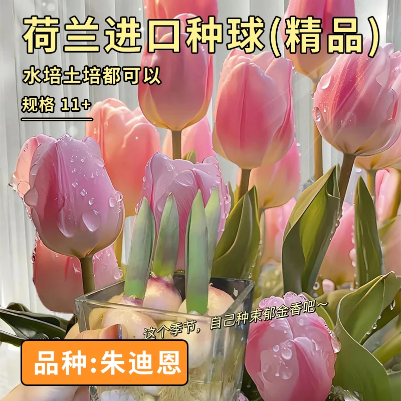阳光纪郁金香 朱迪恩 国产自研5度球10+周经水培土培精品种球