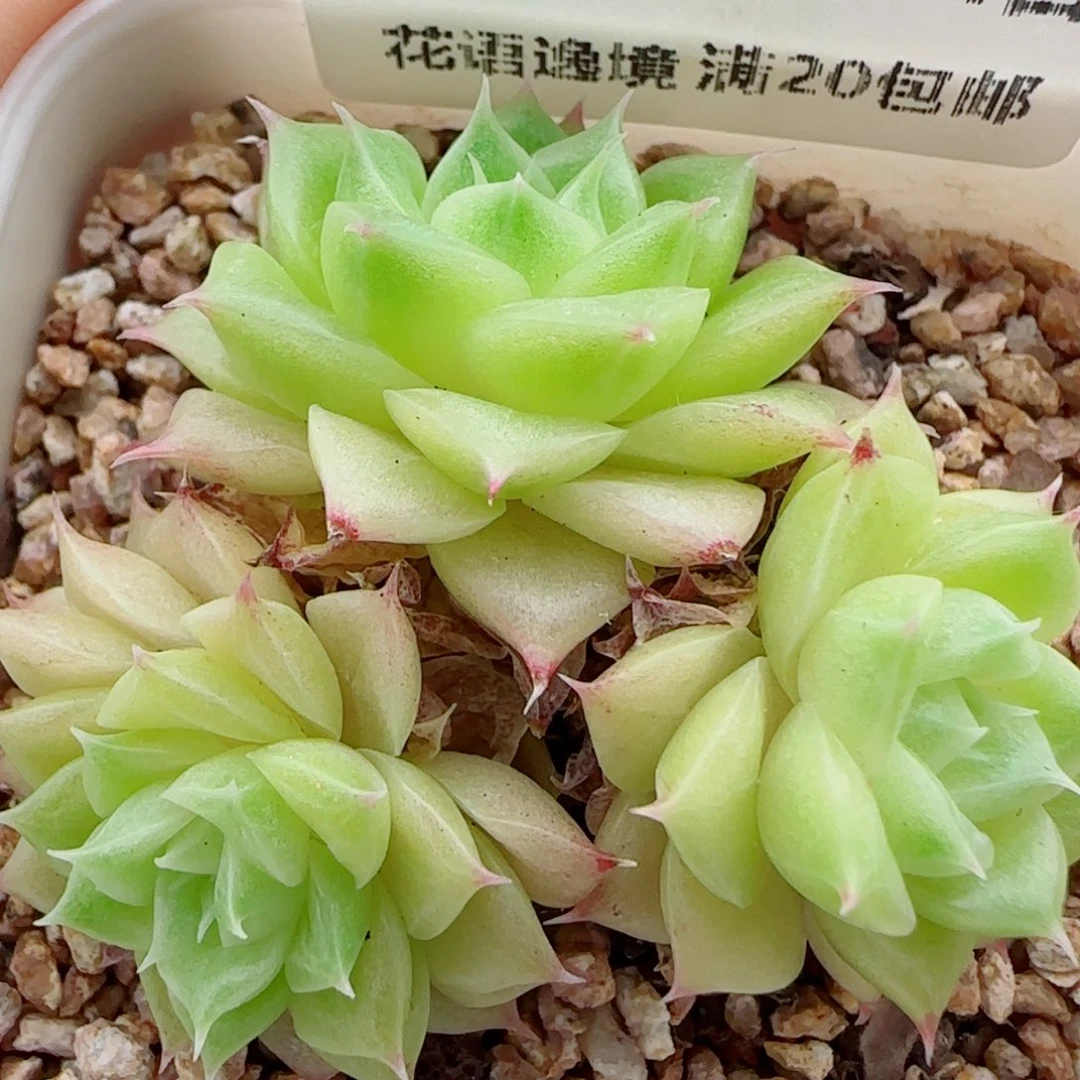 花语逸镜0924-73麦秆