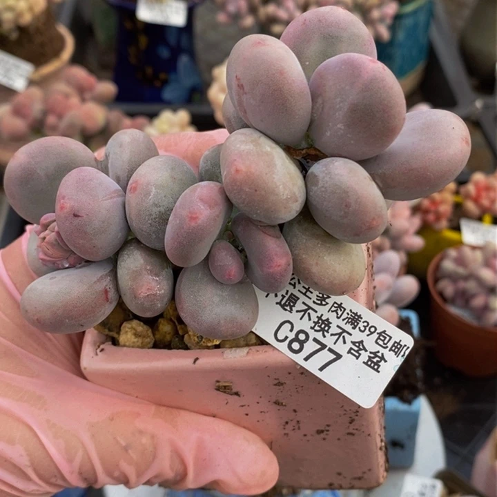 大叶奶8cm877多肉植物