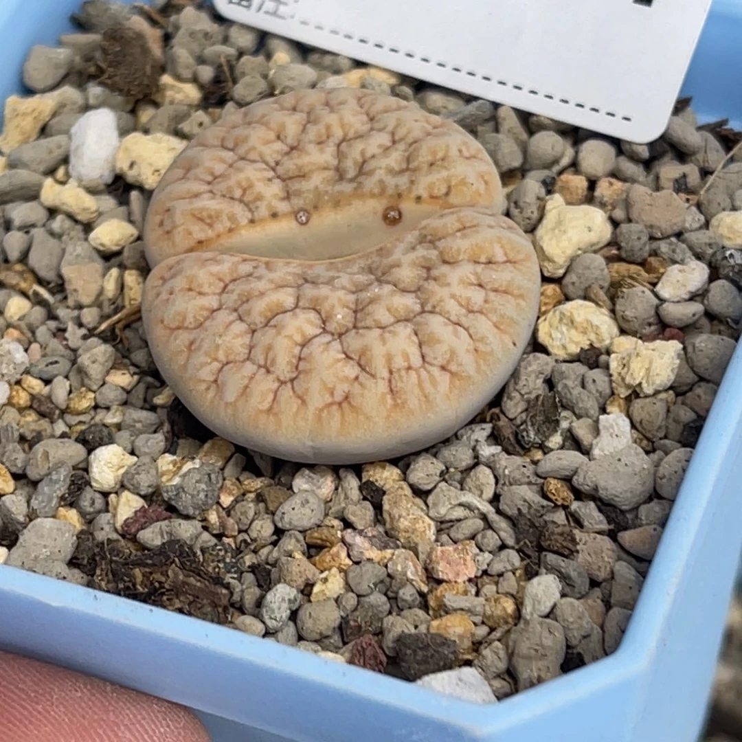 9734拿铁1891尺寸3.0