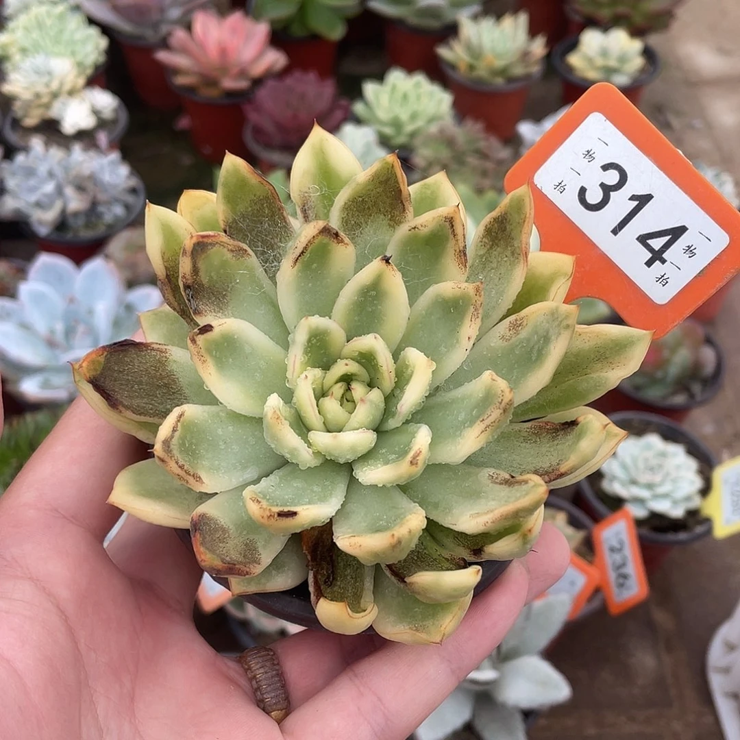 火***柴314号多肉植物纤维