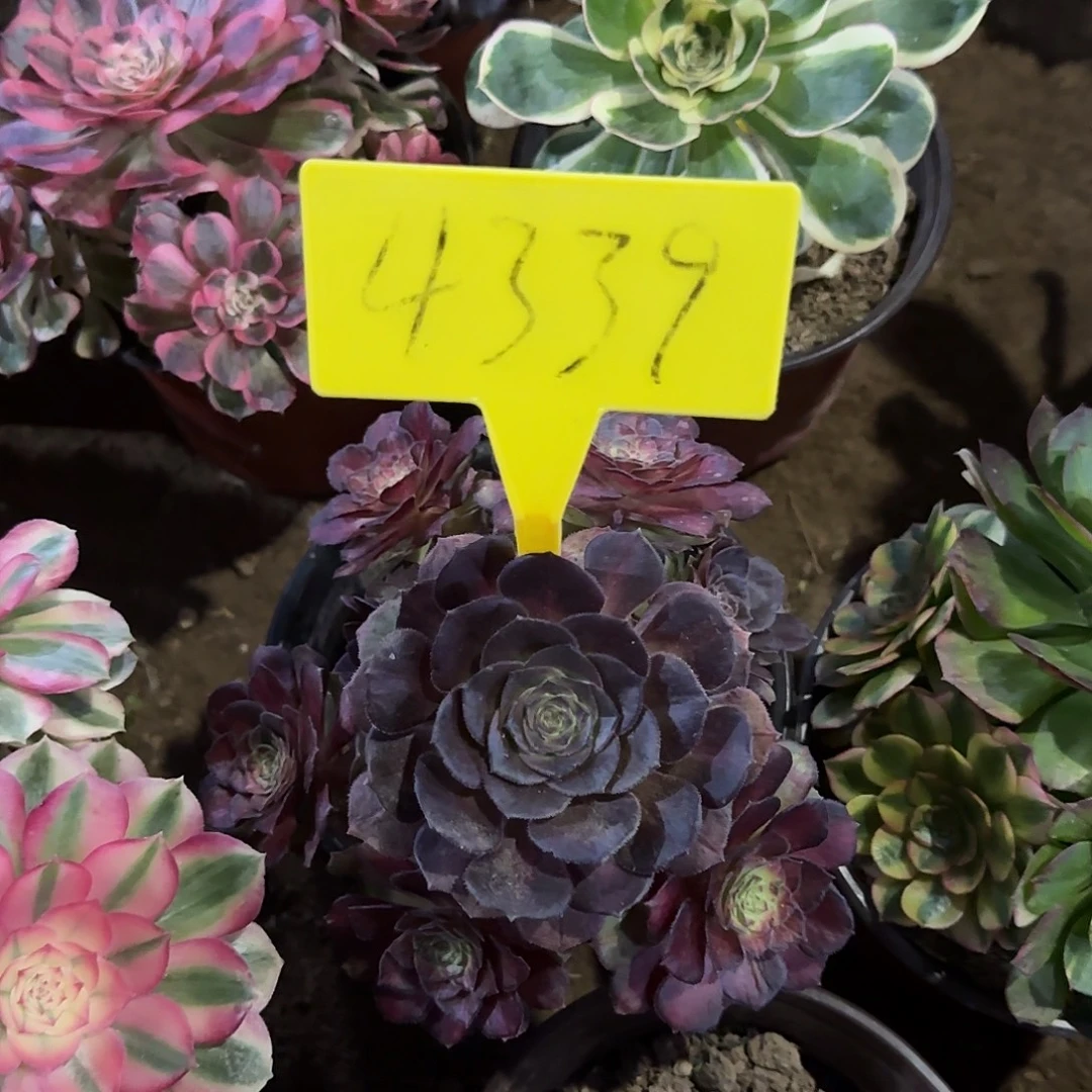 4339--海王七彩多头