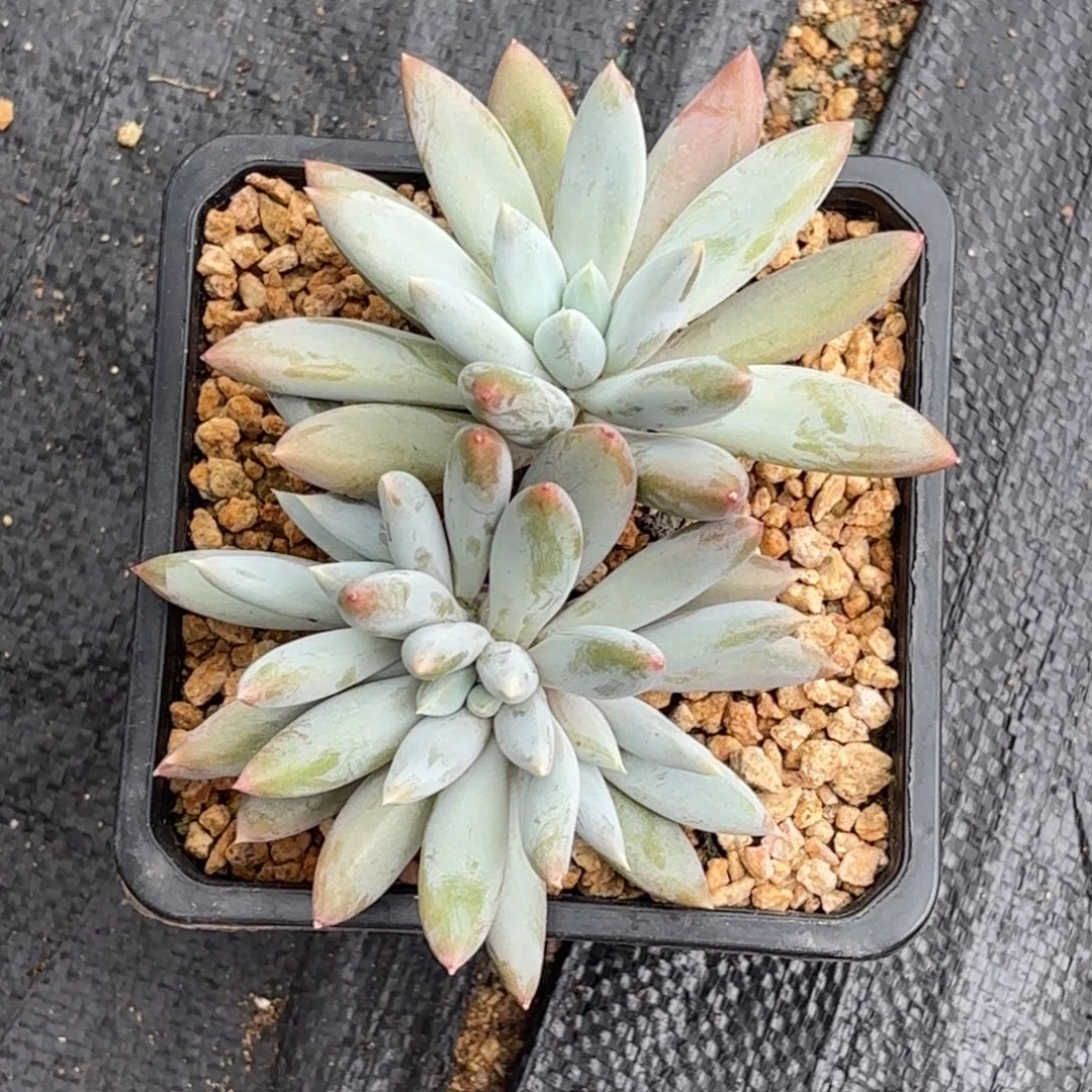 哥特萝莉11111111111