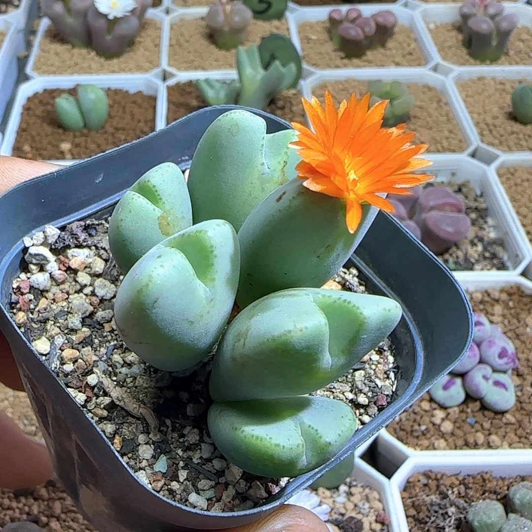 橙花少将。     54047