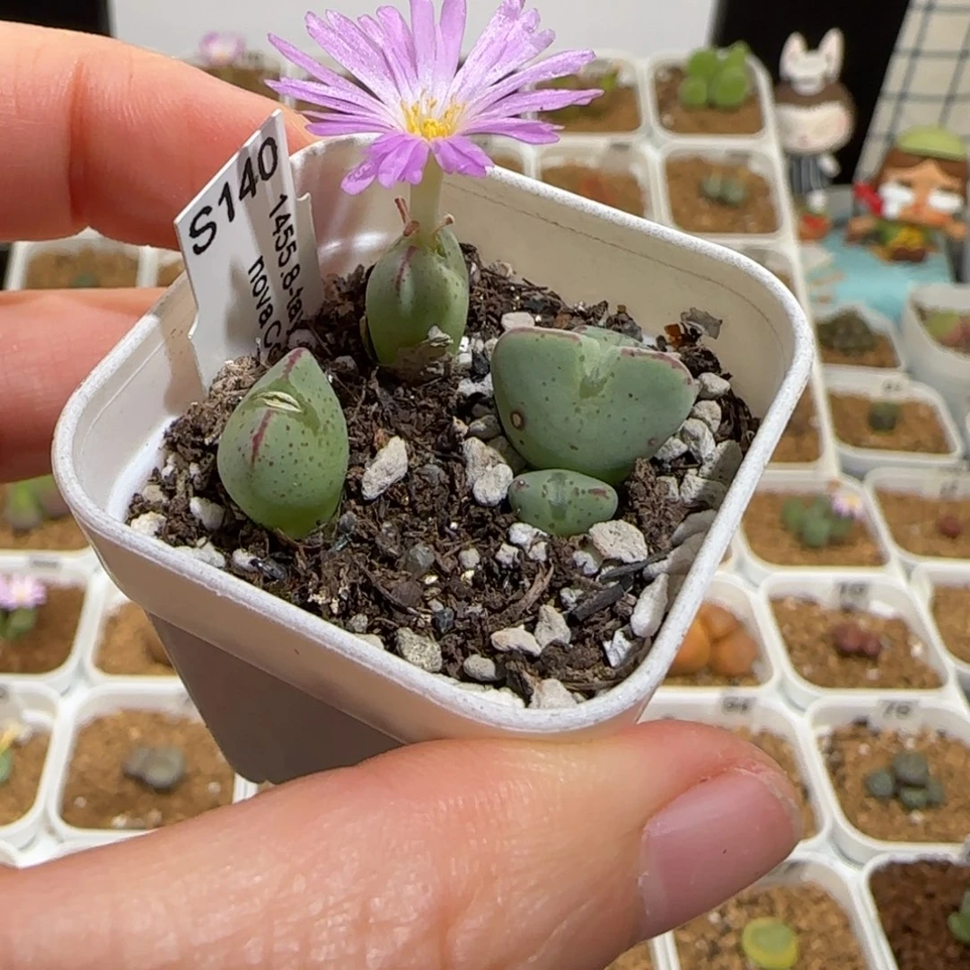 肉锥多肉植物组合-1455.8有疤79