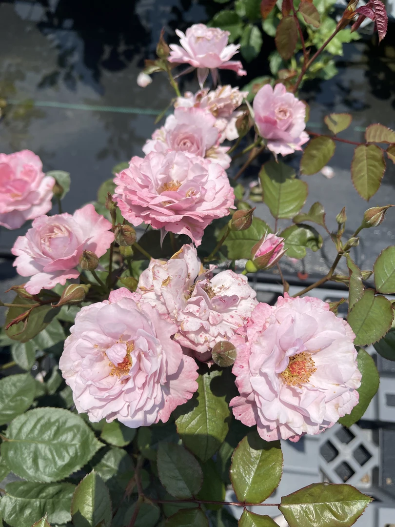 紫罗裙 （已修剪）2.8升根接苗