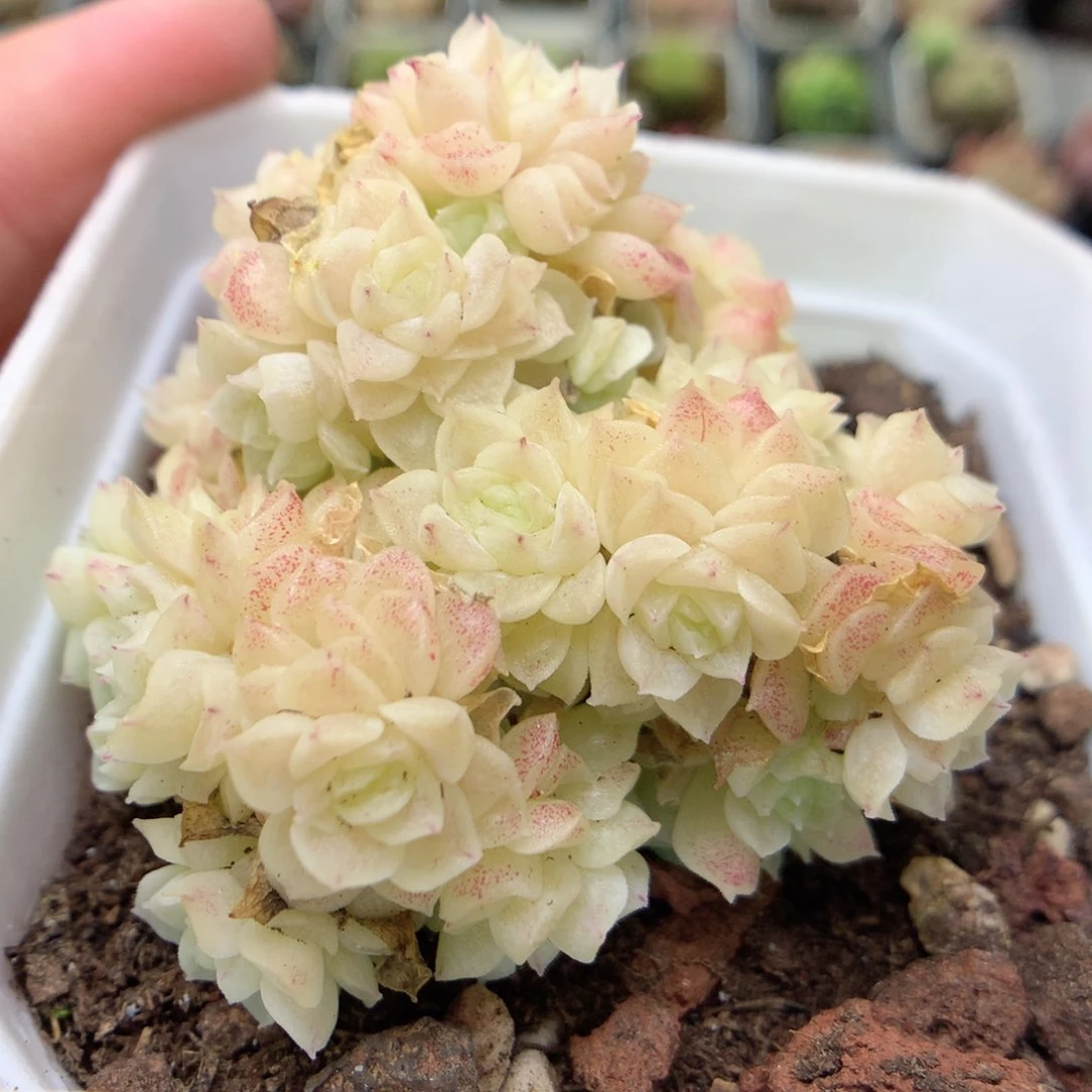 D65 ，柿子多肉20包邮两天凑单