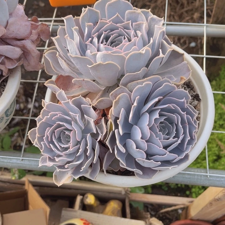 粉卡三头官服20加