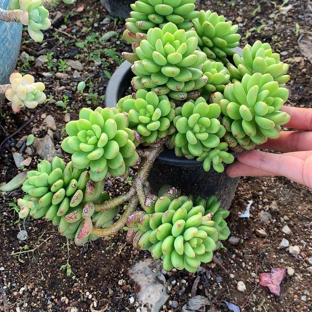 香格里拉一物一拍10-10