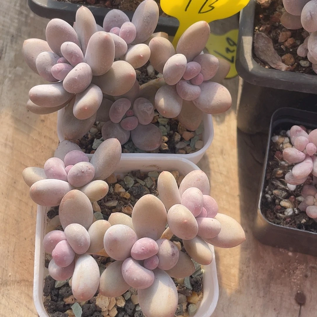 两盆加菲猫多肉植物173
