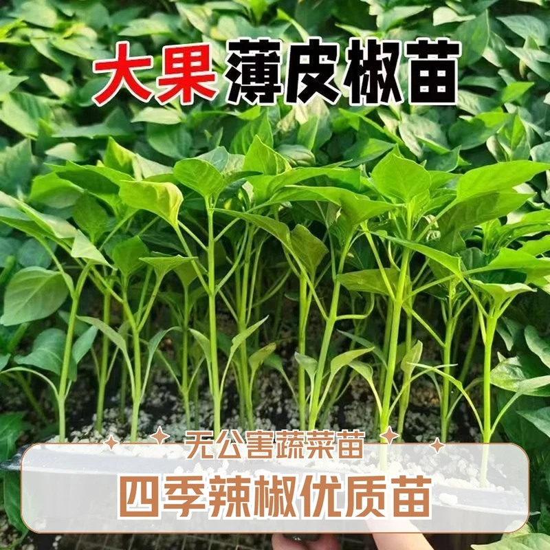 四季辣椒秧苗牛角椒螺丝椒辣新鲜蔬菜秧苗多种辣椒苗