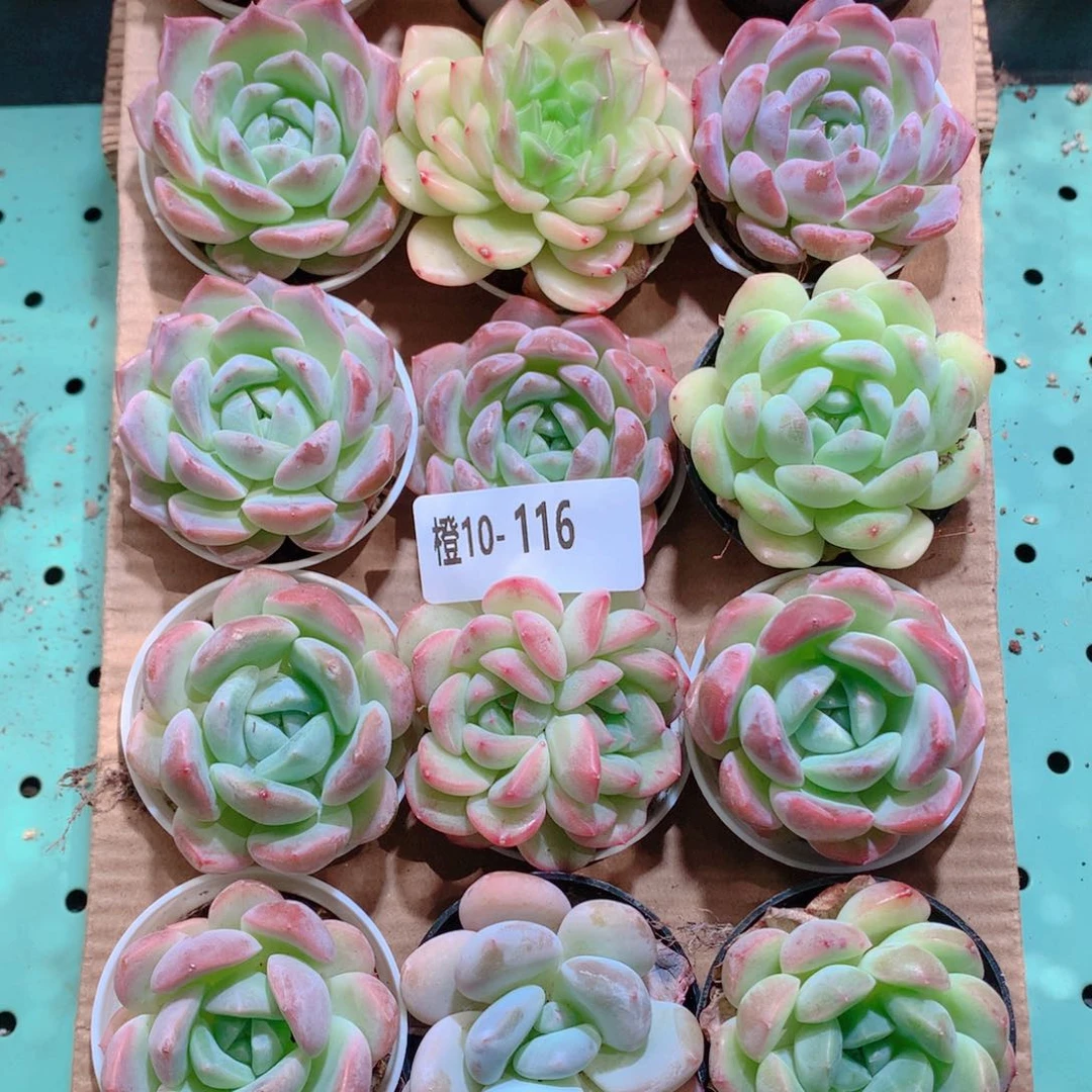 10-116一物一拍带盆18颗