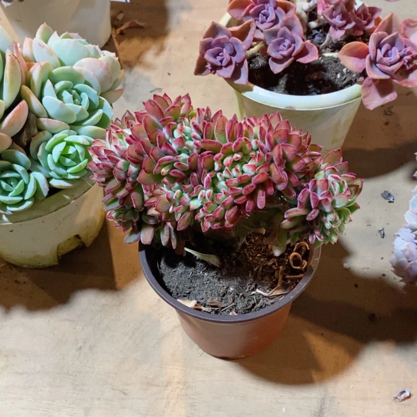 【闪购商品】卢**丫红兔儿缀09187