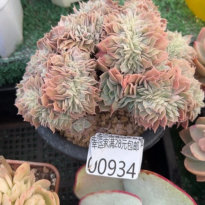 幸运的是你能给我们一