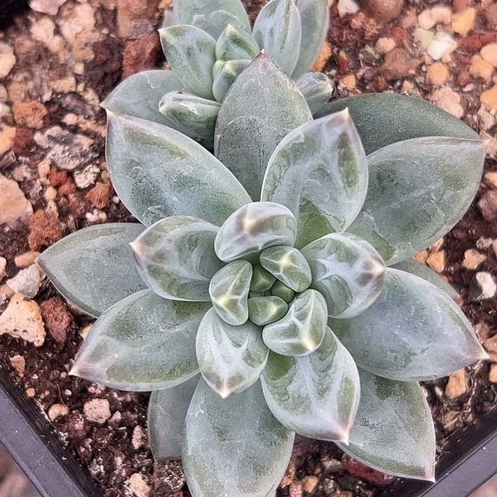 暗纹美人特价福利美人