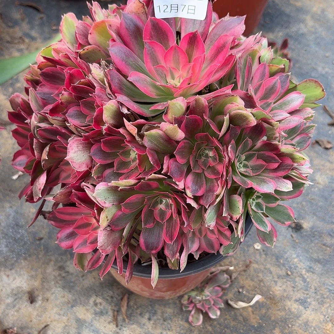 12.7-68男神多肉植物