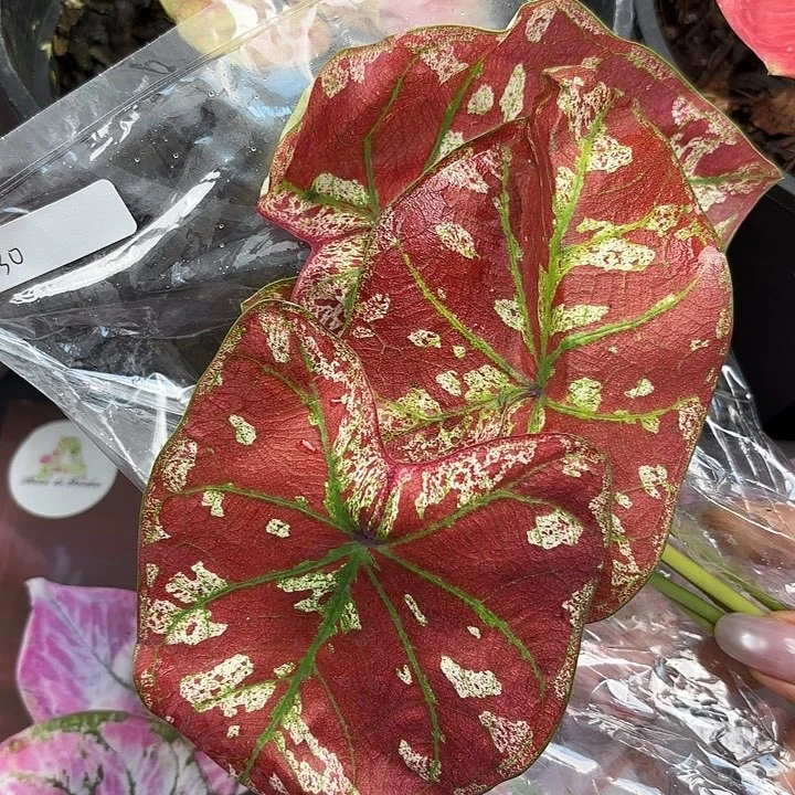 130-0510猩红玛丽彩叶芋现货直发