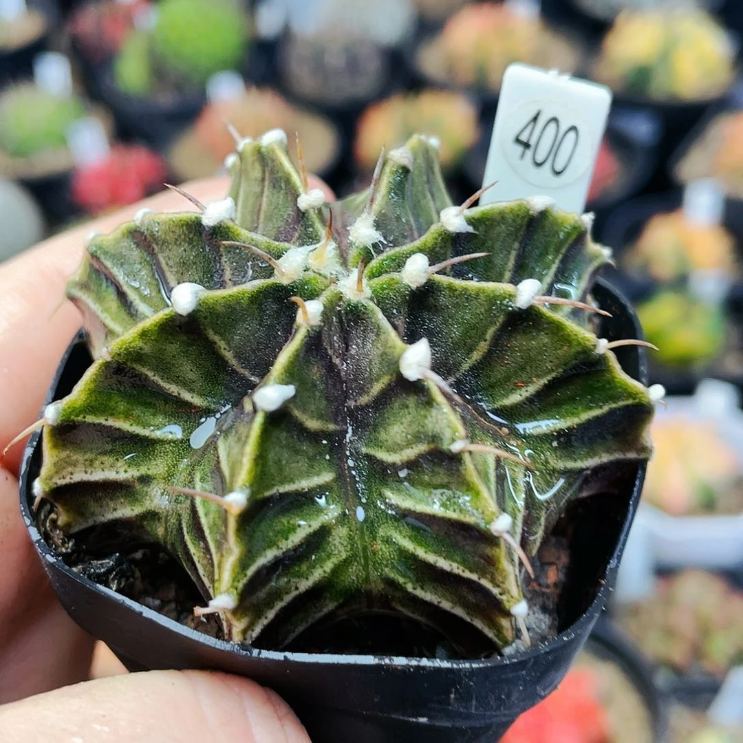 非偏远地区满25裸根发货仙人球