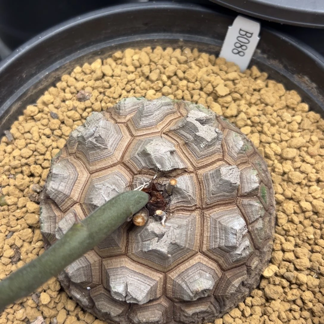 精品养定盆栽龟甲龙88号