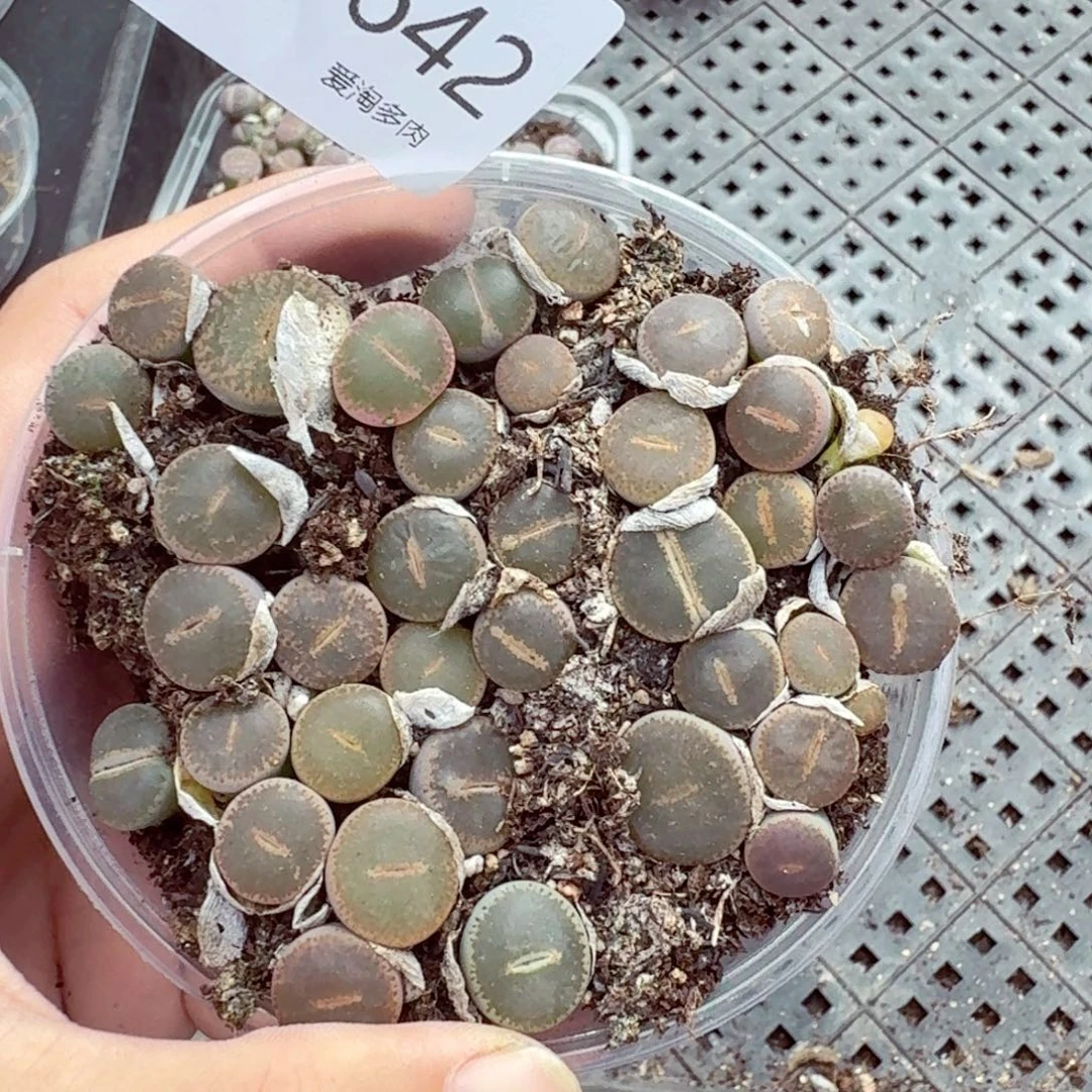5642—生石花 生石花