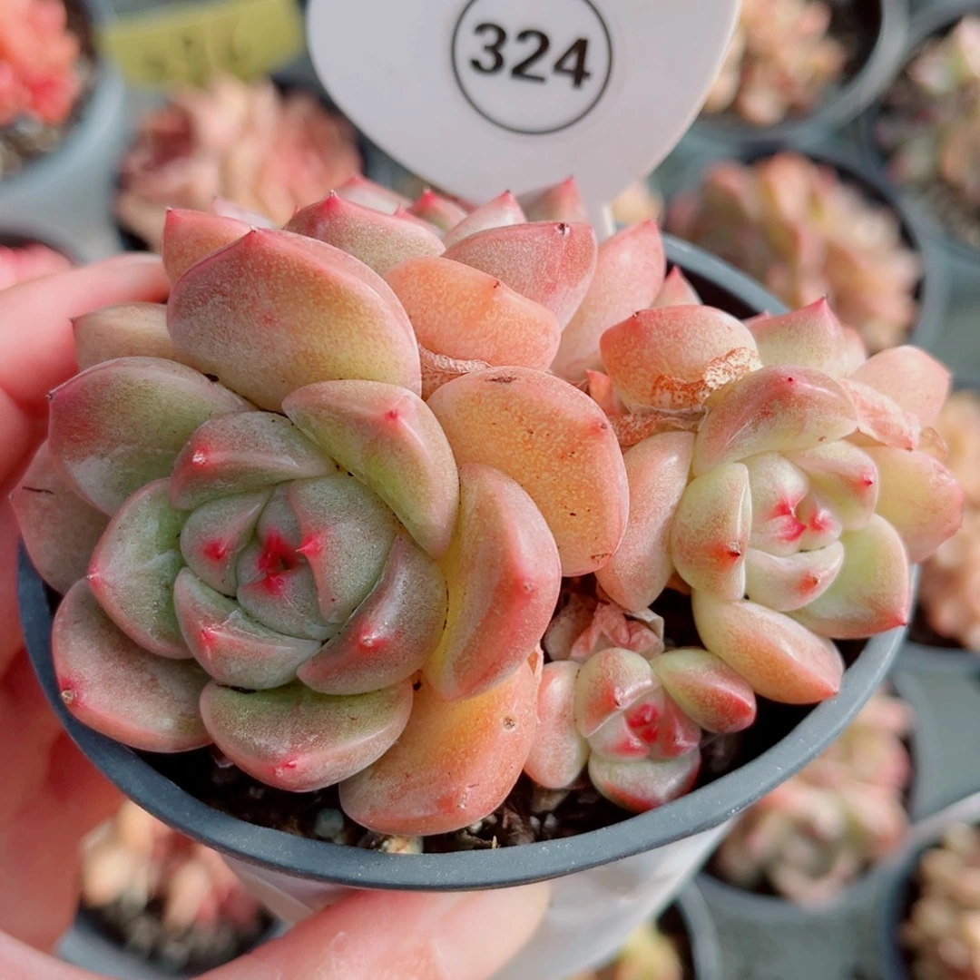 324号小老桩珍妮群