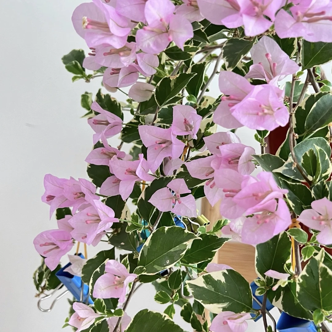 【花叶水仙紫】勤花品种三角梅·原盆原土·带花带叶发货