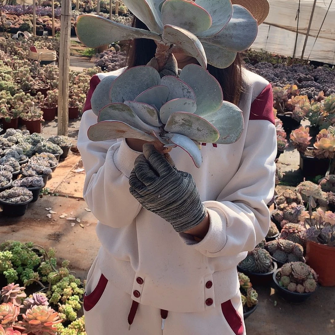 白眉9.9米 两颗 年底福利