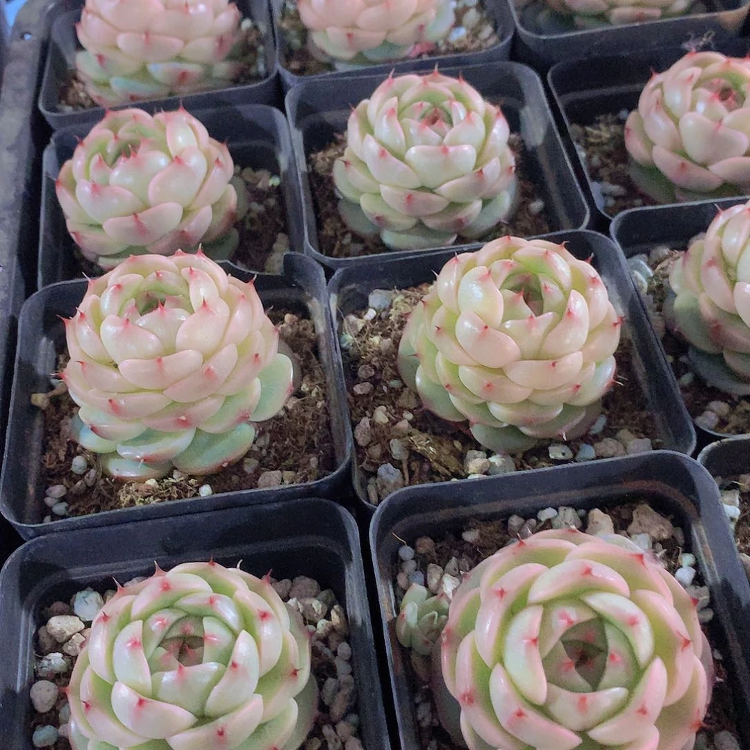 肥麦秆34567889900000