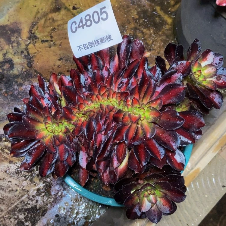 【闪购商品】4805晚霞多肉