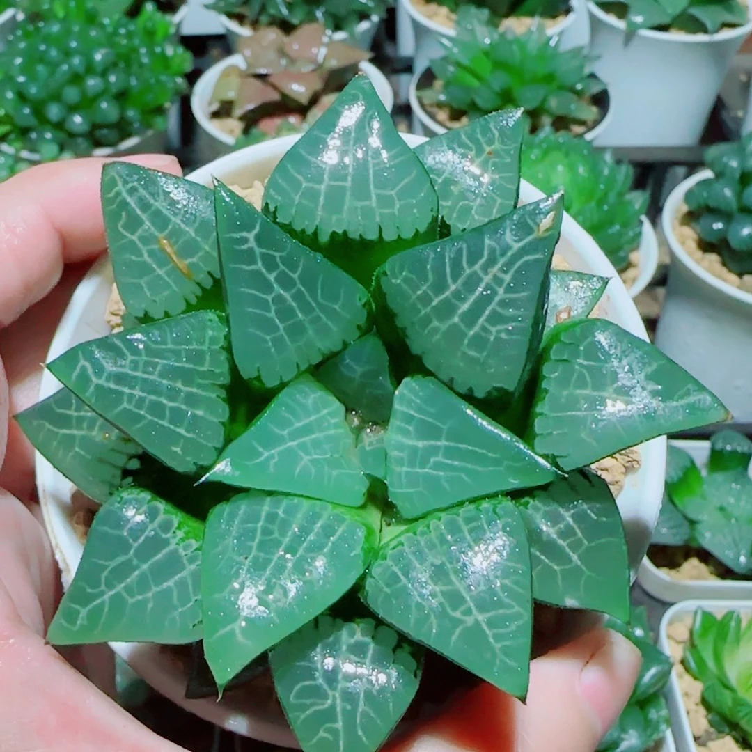 大号冰河世纪多肉