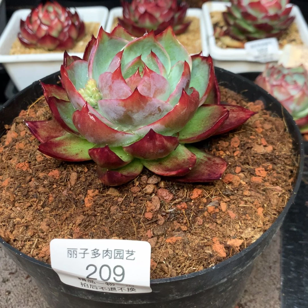 209惊鸿一物一拍尺寸10。多肉植物