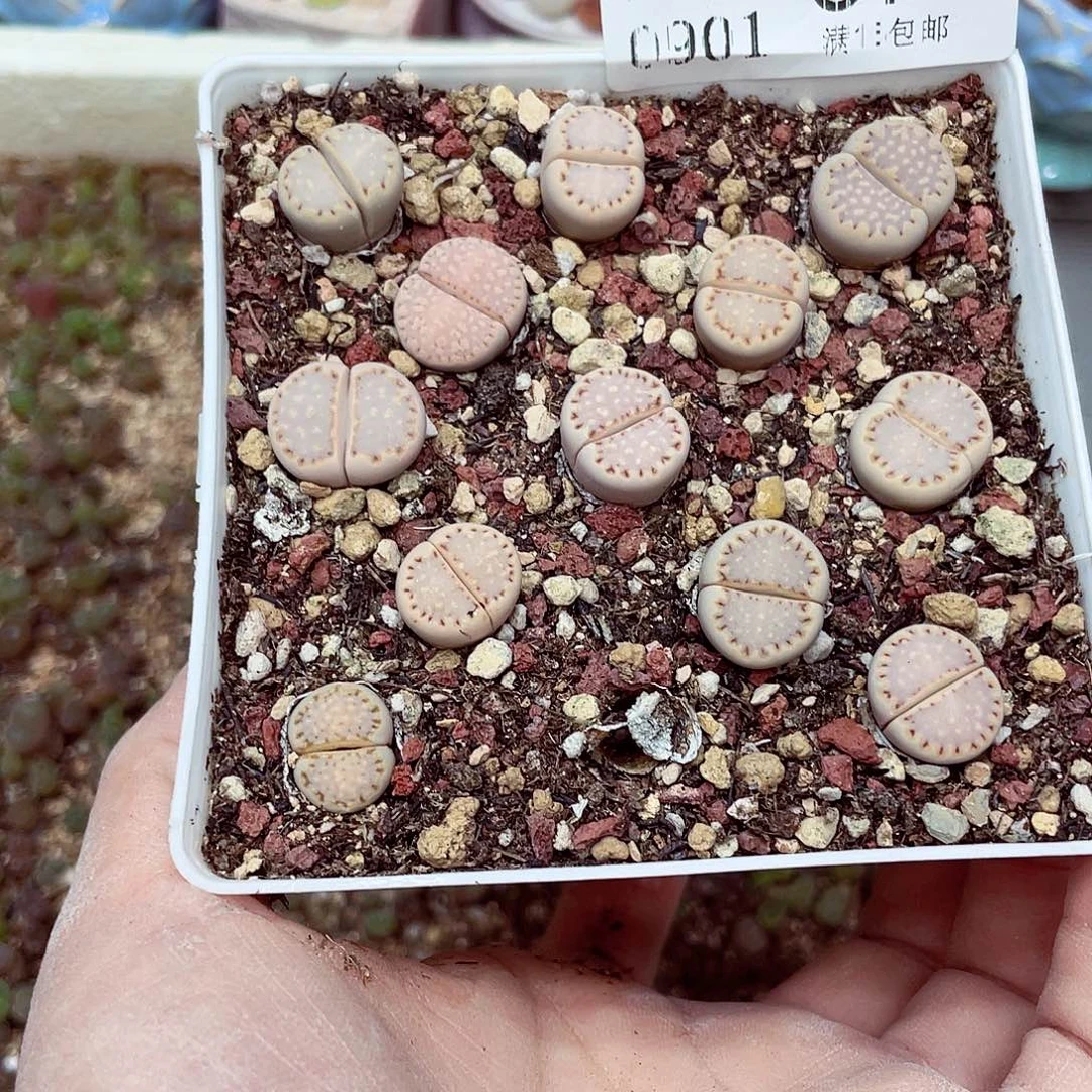 生石花18包邮0901-87