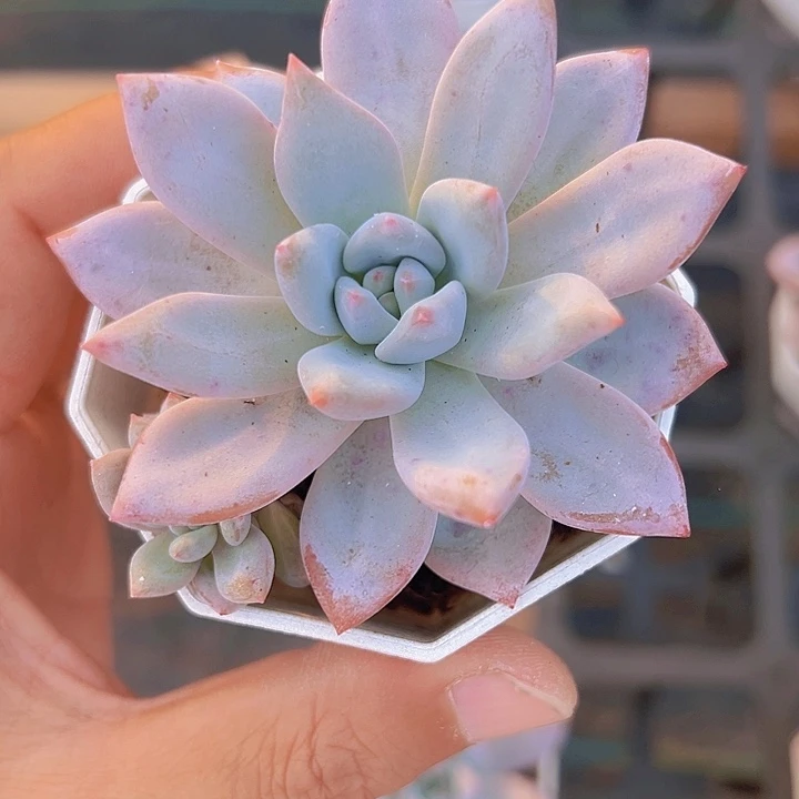 玉芙蓉精品多肉植物大战