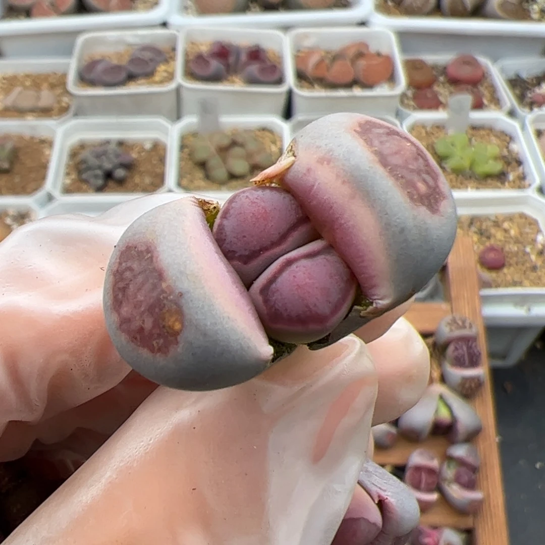 花*?0258号紫菊饼干多肉植物