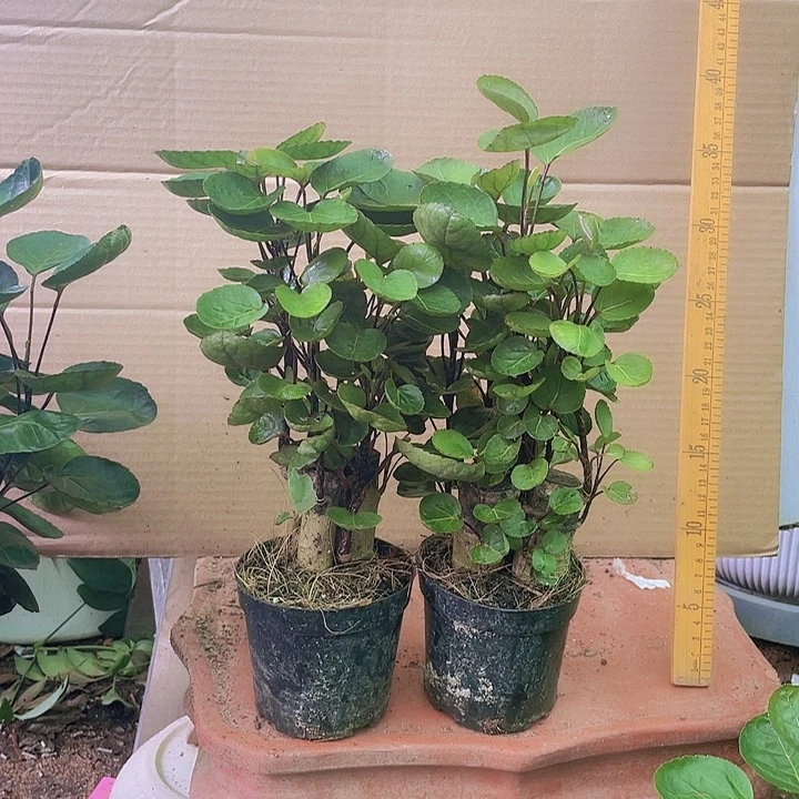 完全开放11111111111