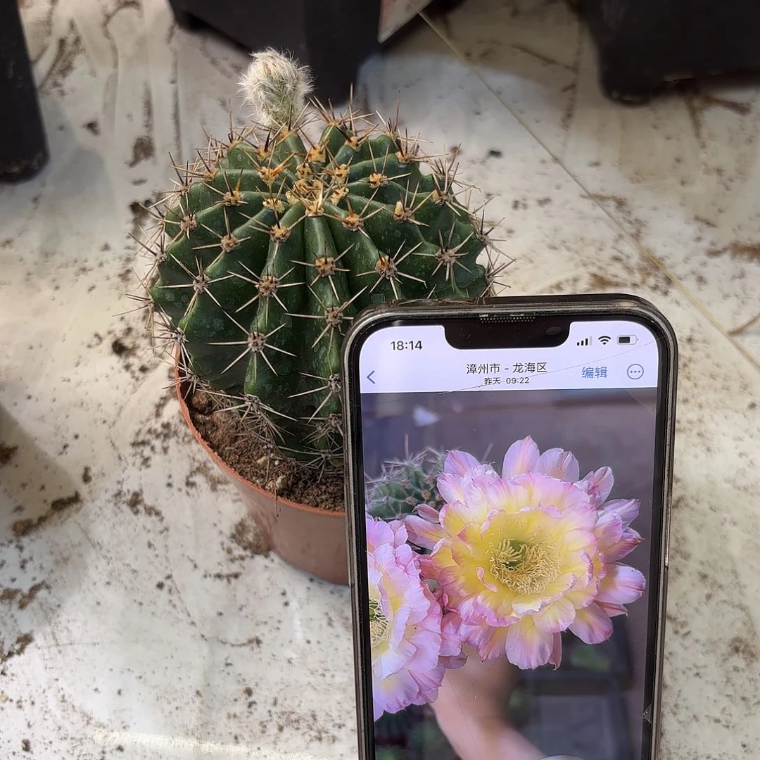 沁*彩草荷花黄心7公分左右