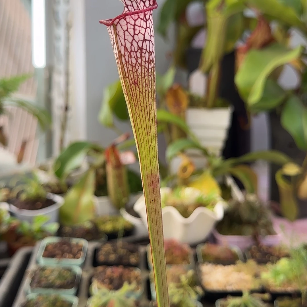 完全开放SR1瓶子草