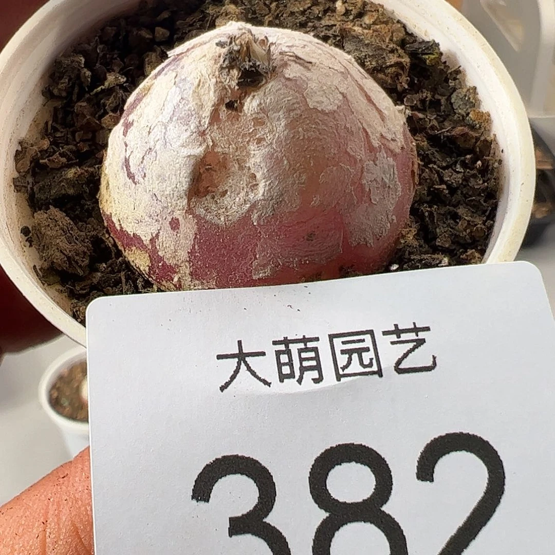 0000382 一物一拍……