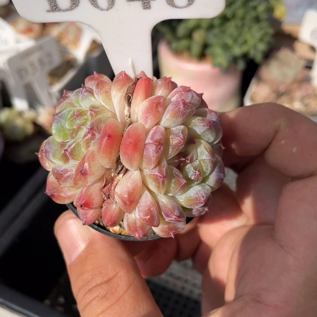 048冰魄不带盆6厘米