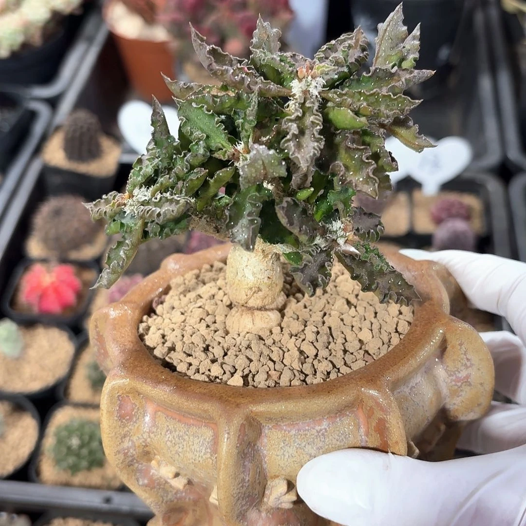 皱叶麒麟仙人球123