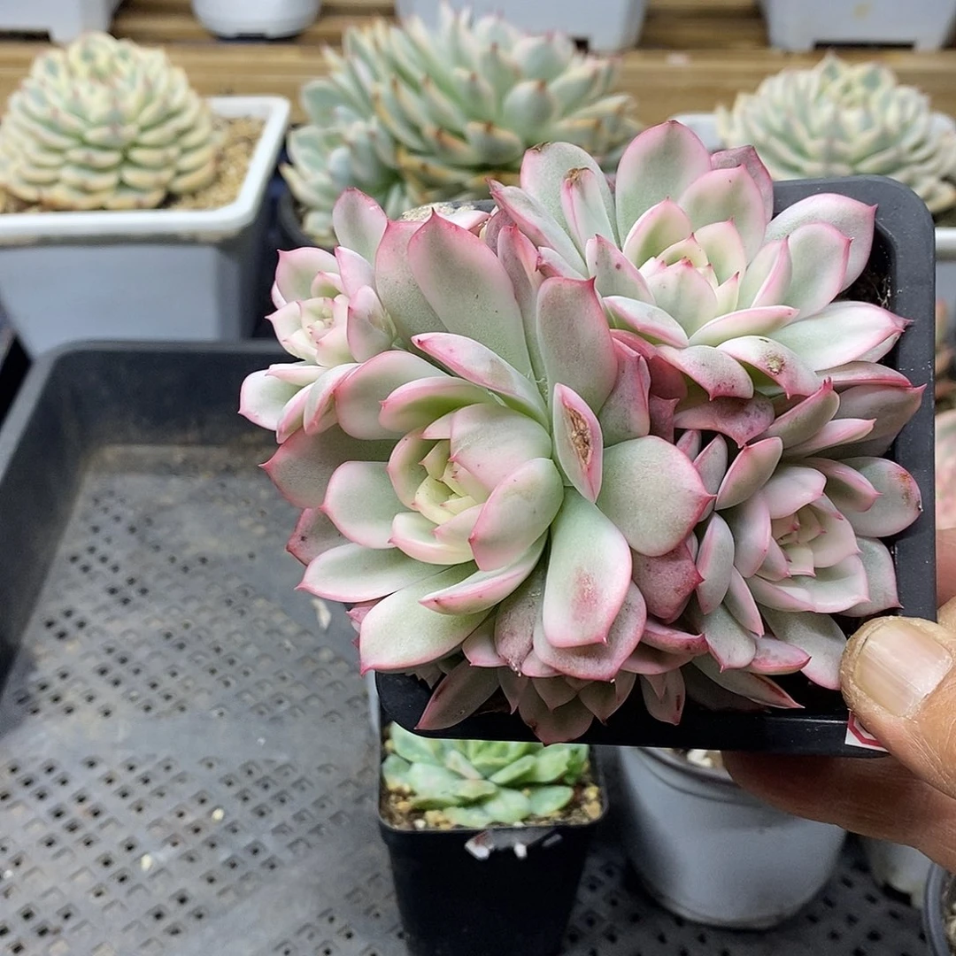 2209 粉水晶覆轮锦 5 头群 需延时发货