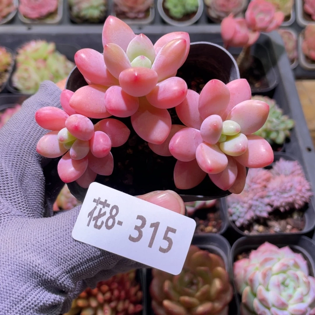 花利美8-315洛神