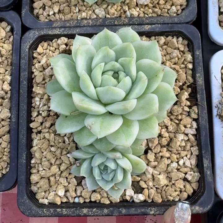 麦秆锦一颗价格好看