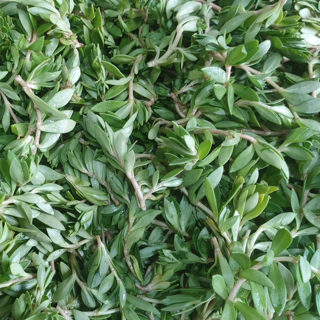 贵洲特色野菜岩半  野马齿菜