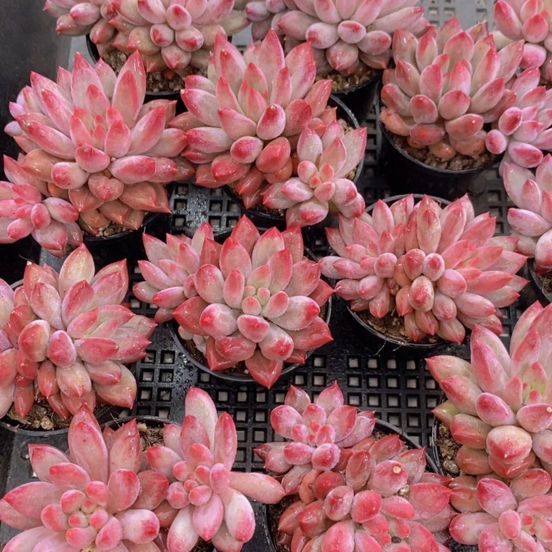 1122-05-精品小胖体虞双头一个