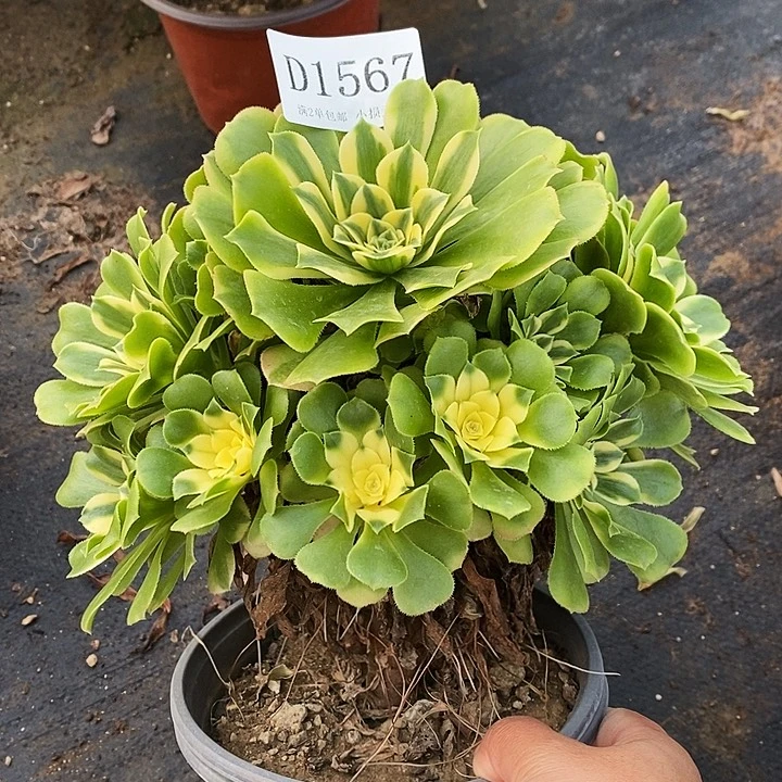 1567辛尼亚多肉不周正