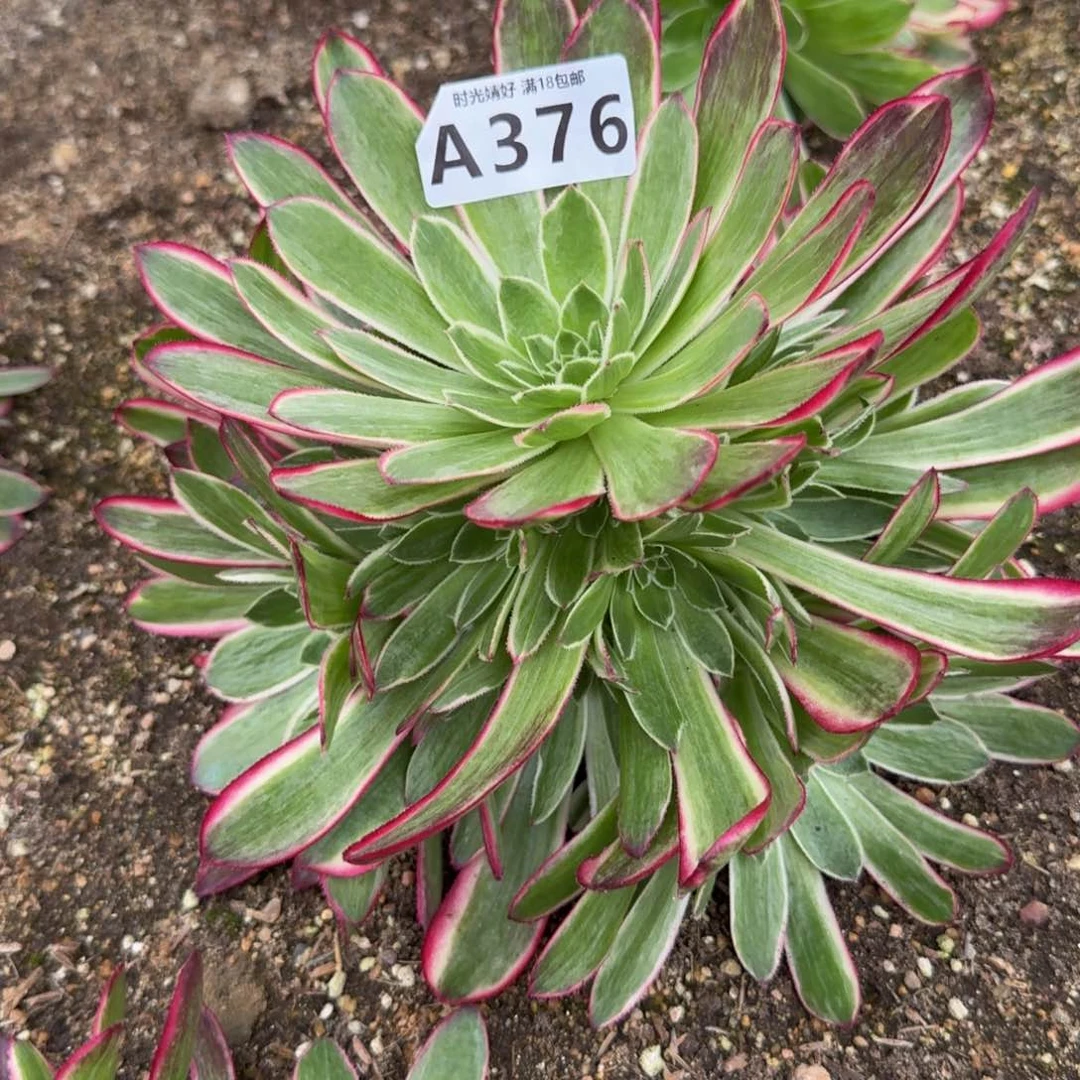 月*胧376孔雀翎到秋天 多肉植物