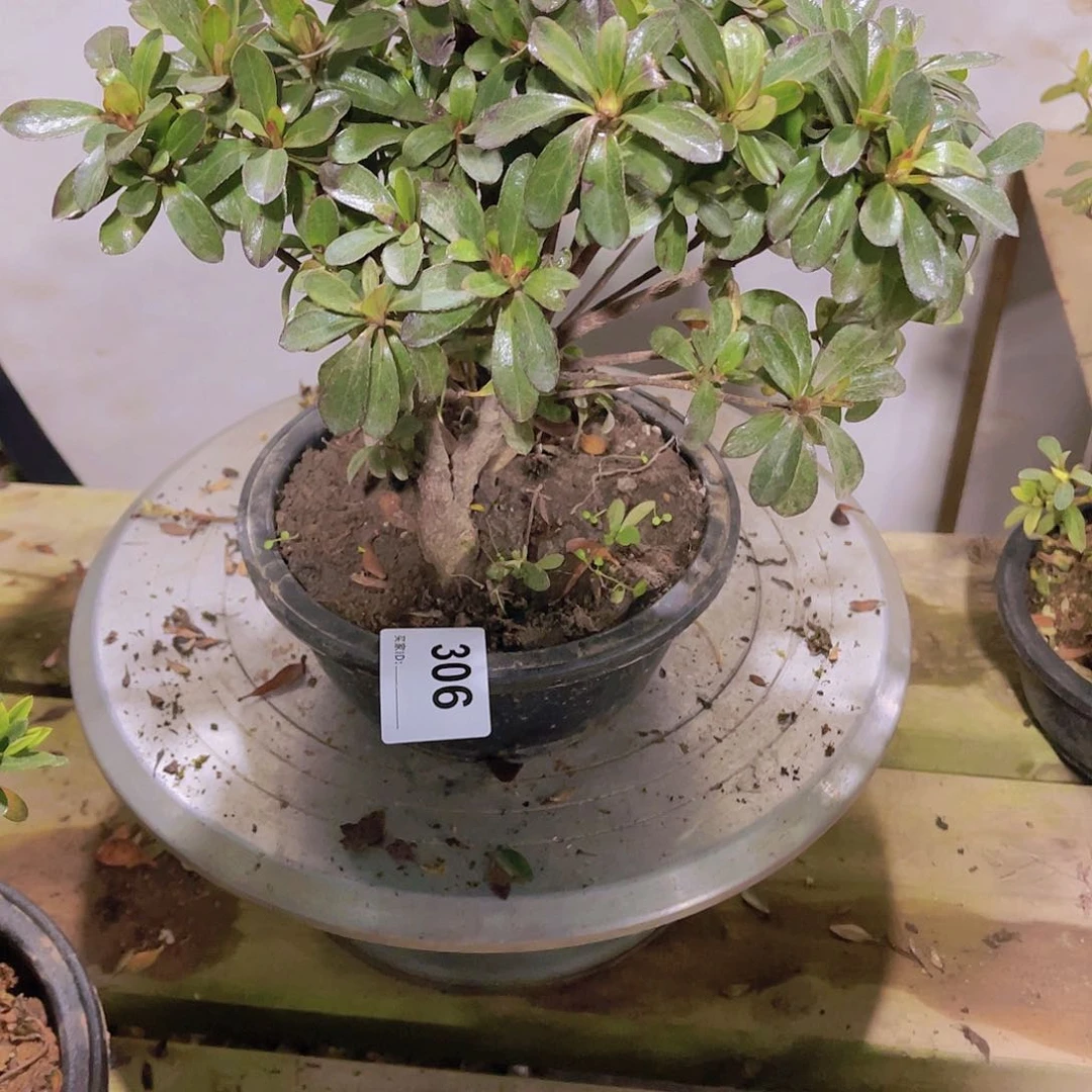 红陶直播时间一直一个