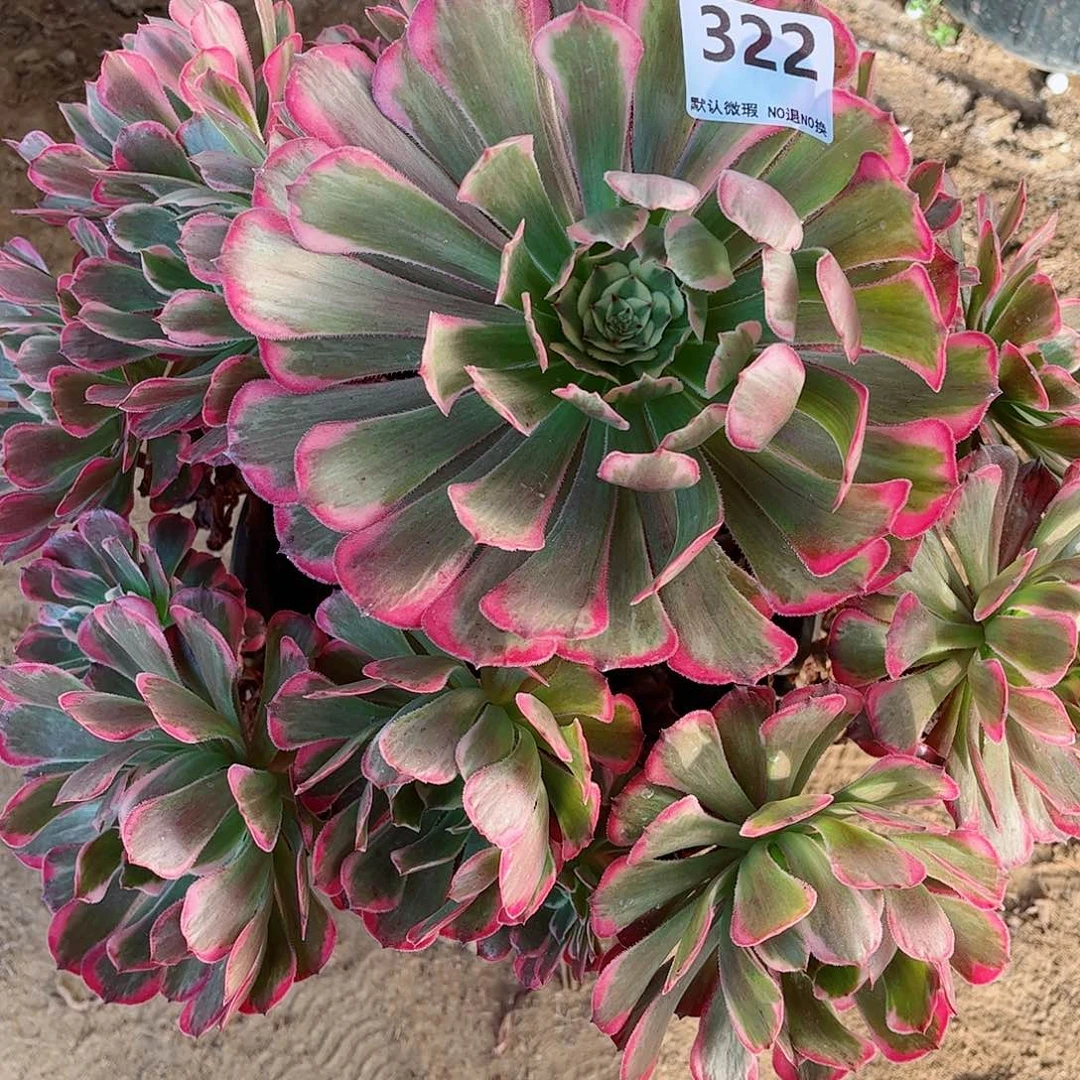无花朵多肉植物霁月322